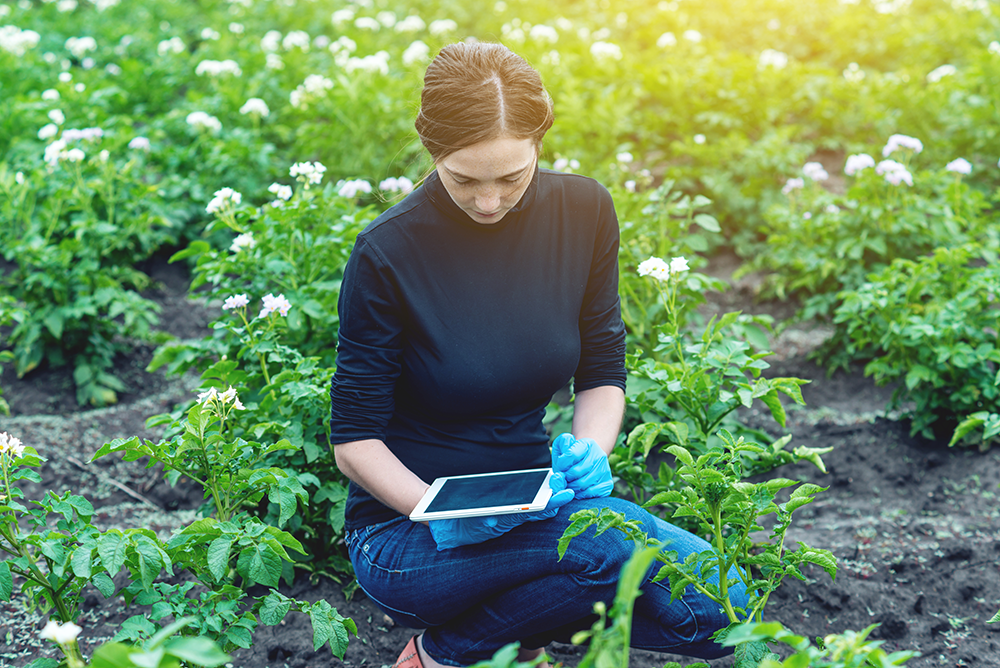 Scientist with tablet in potato field