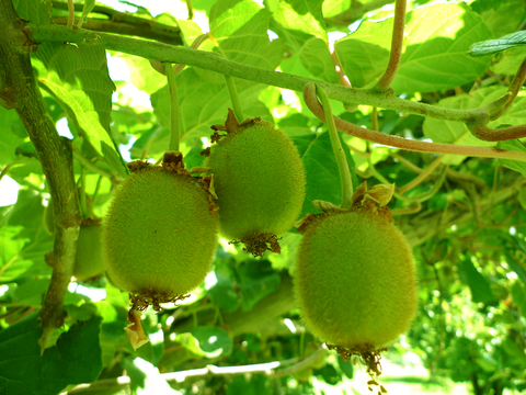 Kiwis on the tree