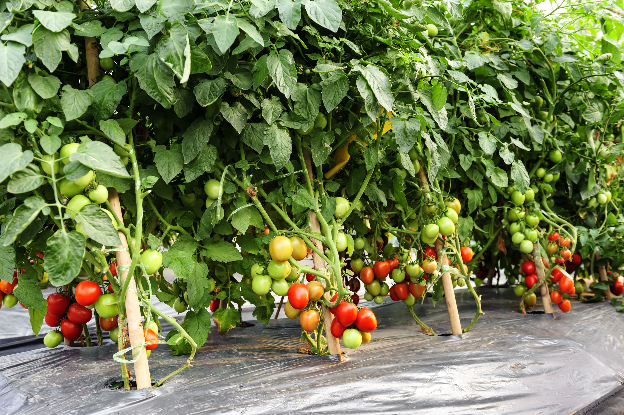 Nutrious tomatoes still on the plant